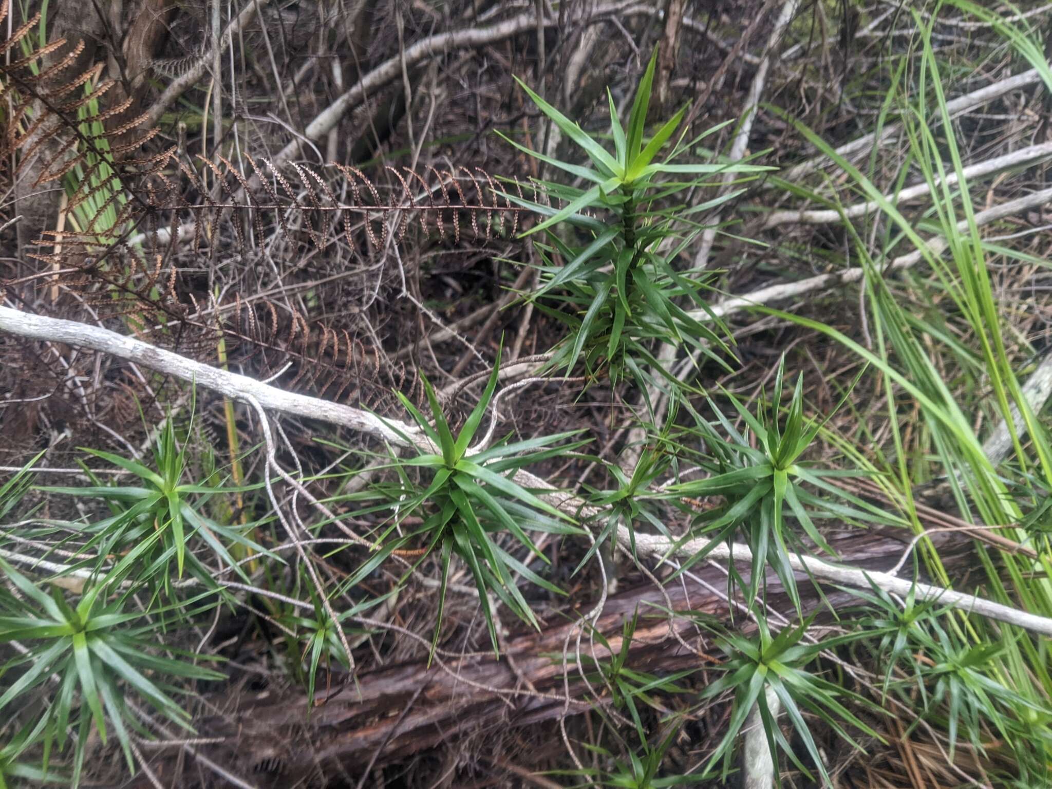 Image of Richea milliganii (J. D. Hook.) F. Muell.