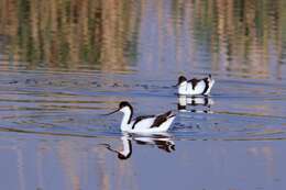 Image of avocet, pied avocet