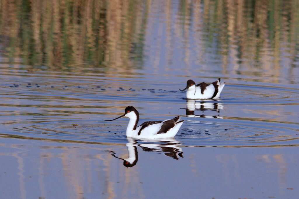 Image of avocet, pied avocet