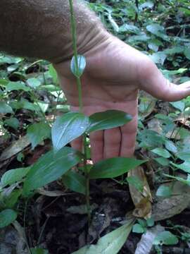 Image of Habenaria petitiana (A. Rich.) T. Durand & Schinz