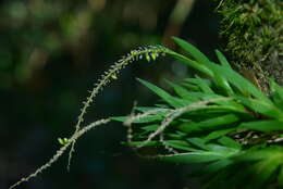 Image de Oberonia caulescens Lindl.