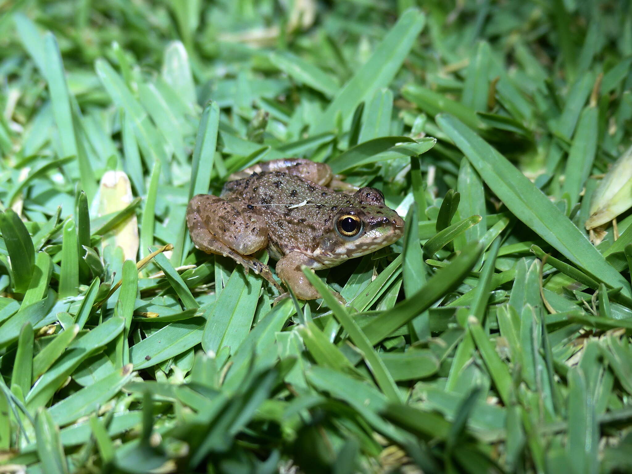 Plancia ëd Pelophylax saharicus (Boulenger ex Hartert 1913)