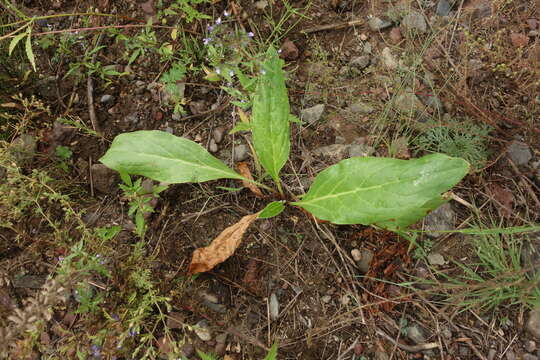 Image of Cynoglossum divaricatum Stephan ex Lehmann