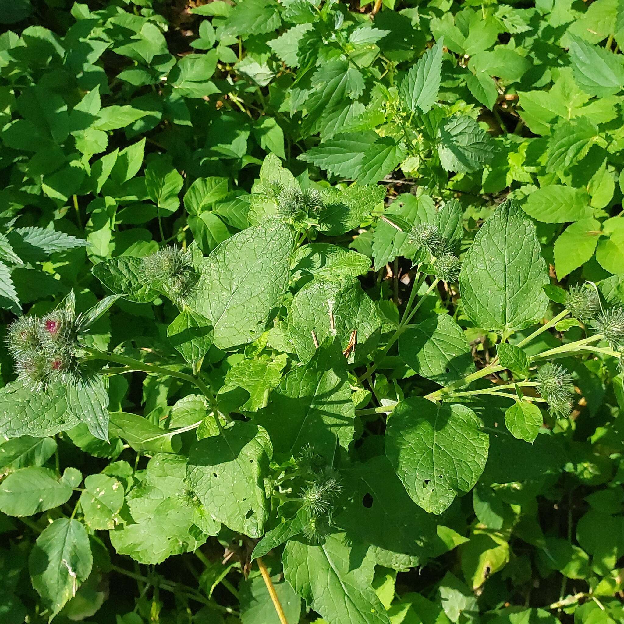 Image of Arctium ambiguum (Celak.) Nym.