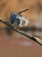 Image of Whiskered Tern