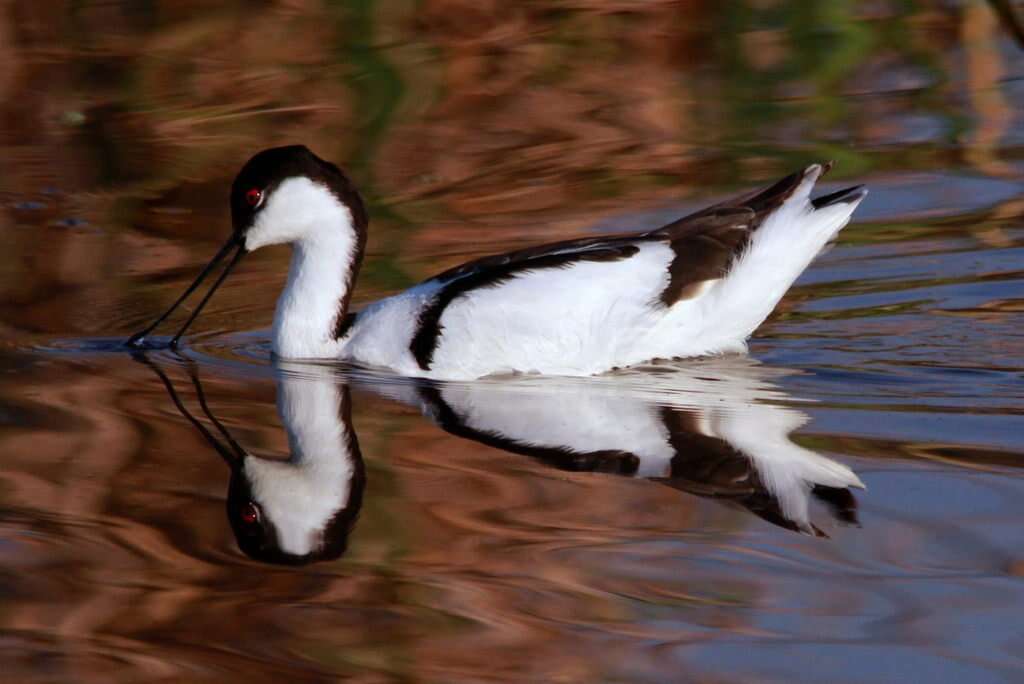 Image of avocet, pied avocet