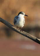 Image of Whiskered Tern