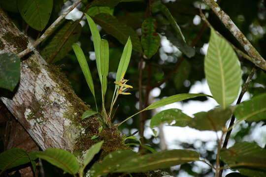 Image of Maxillaria weberbaueri Schltr.