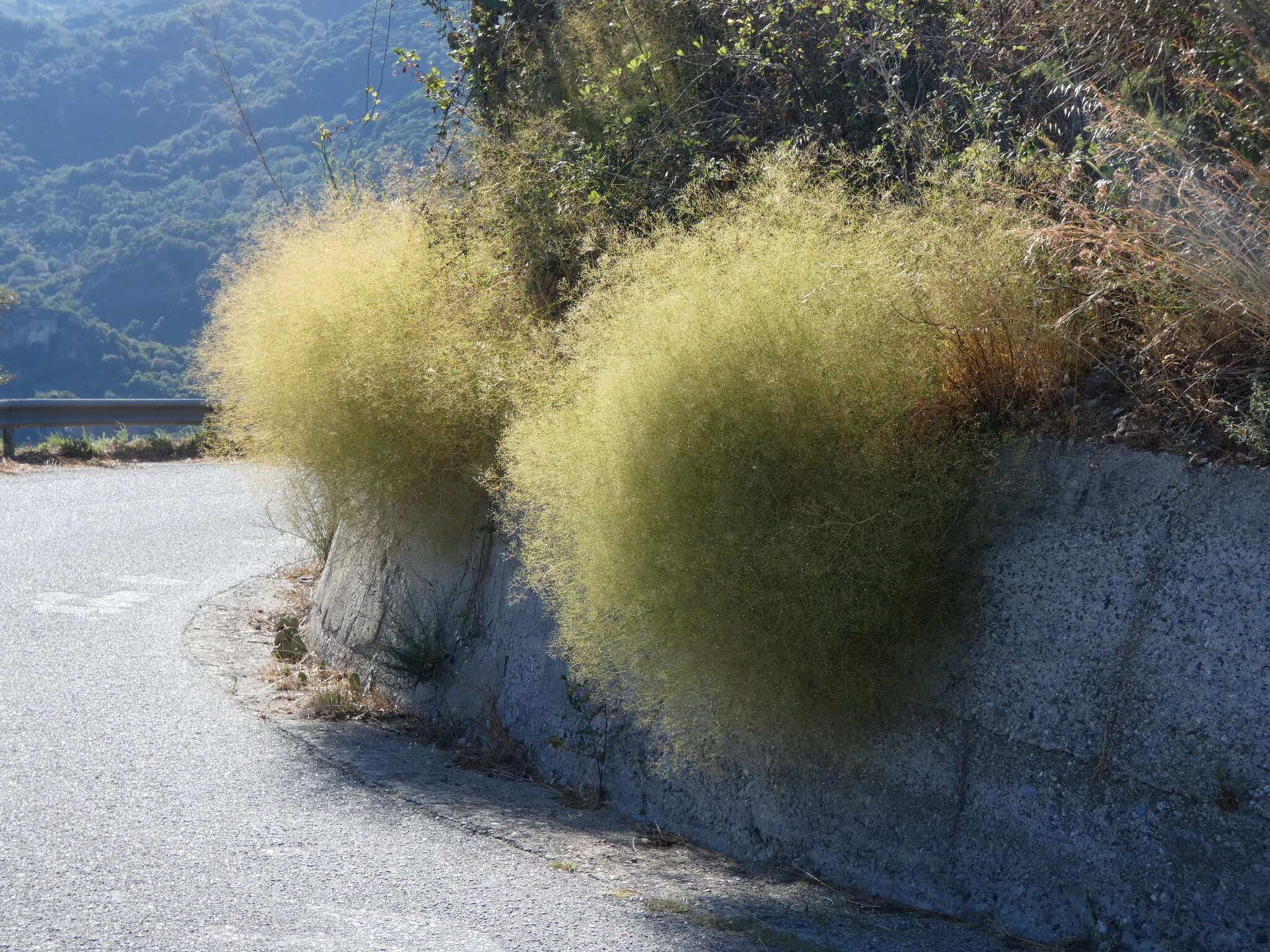 Image of Arrost's baby's-breath