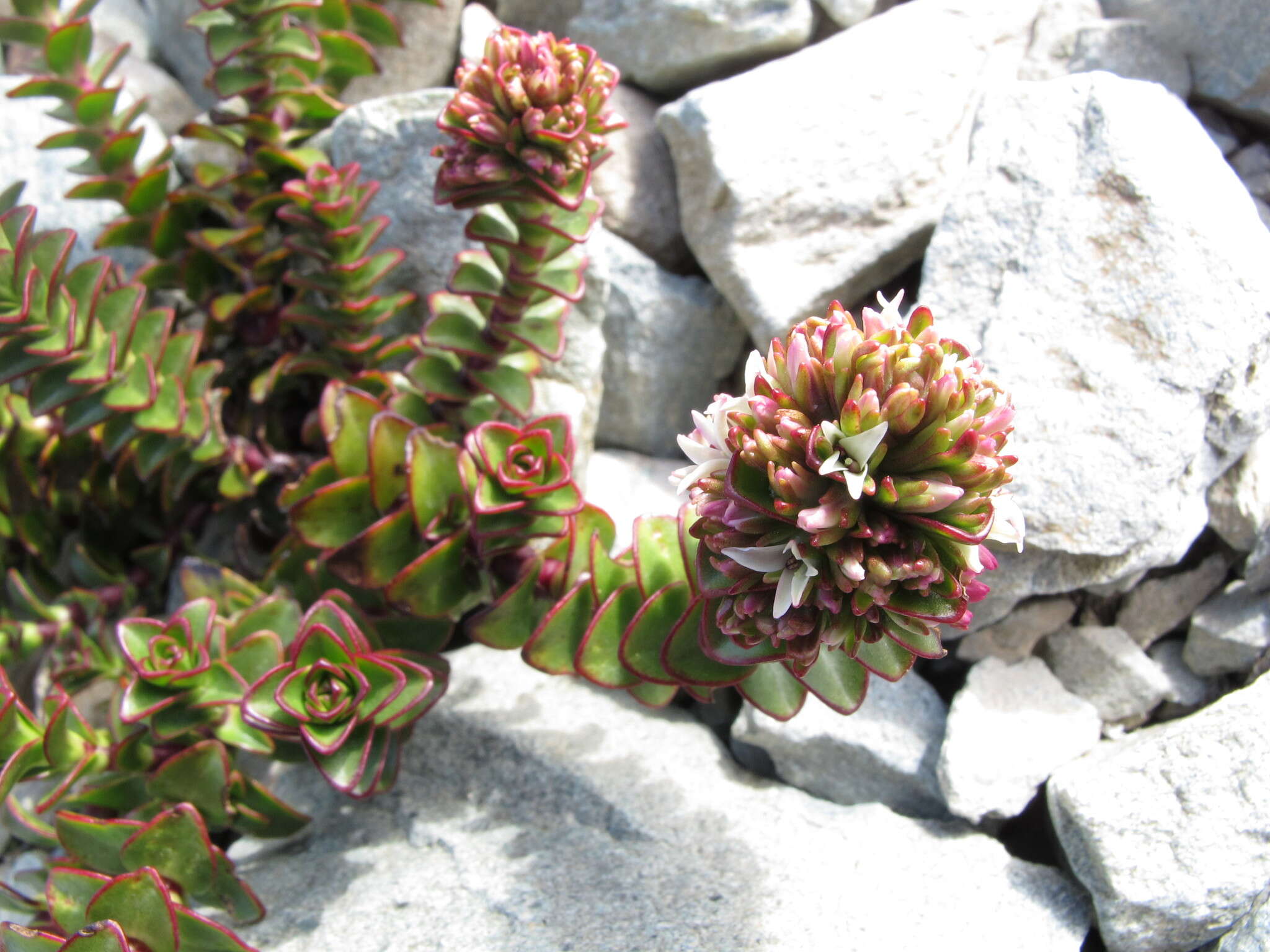 Image of Veronica haastii Hook. fil.