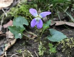 Viola edulis Spach resmi