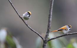 Image of Black-throated Parrotbill