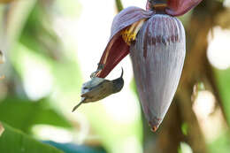 Image of Seychelles Sunbird