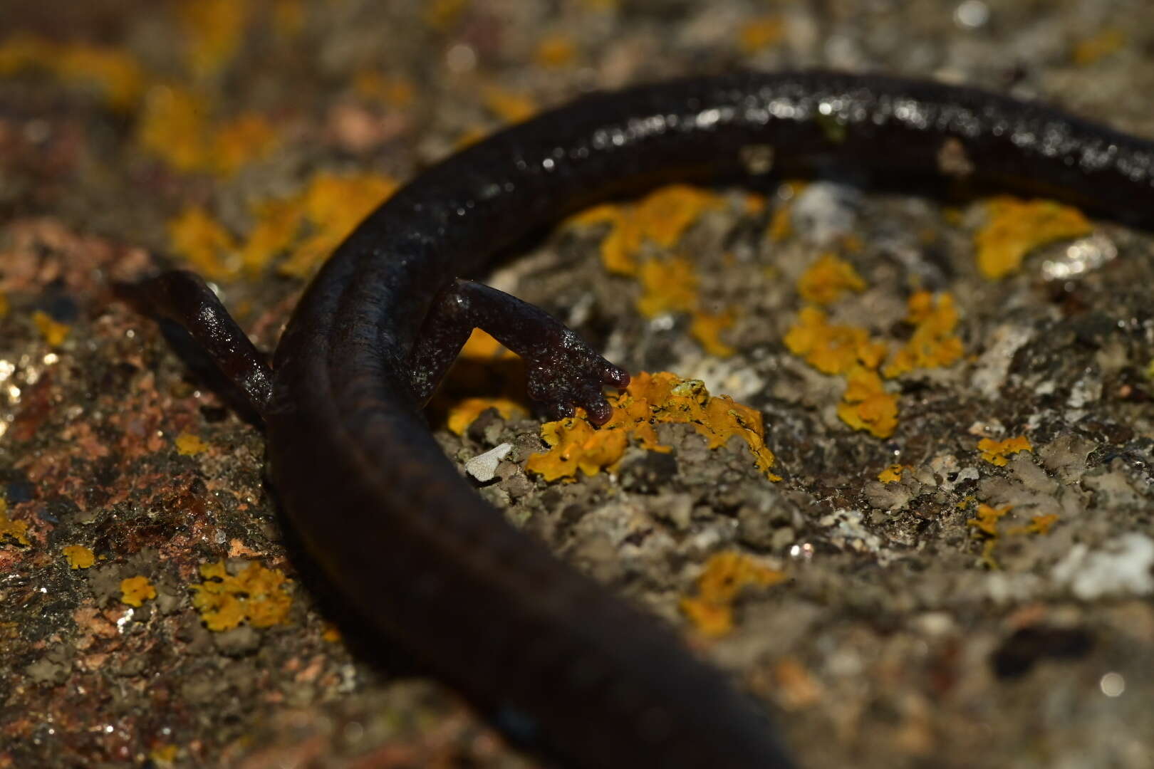 Image of Tehachapi Slender Salamander