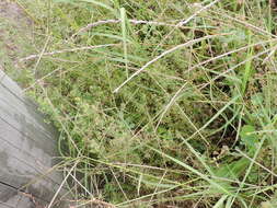 Image of Lamarck's bedstraw