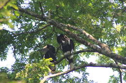 Image of Black-and-white Casqued Hornbill