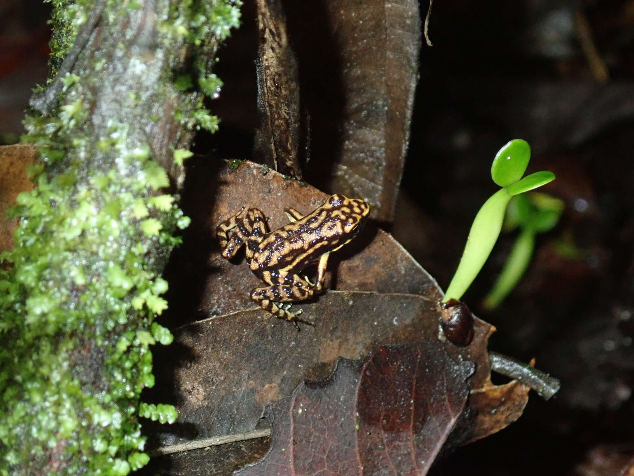 Imagem de Epipedobates darwinwallacei Cisneros-Heredia & Yánez-Muñoz 2011