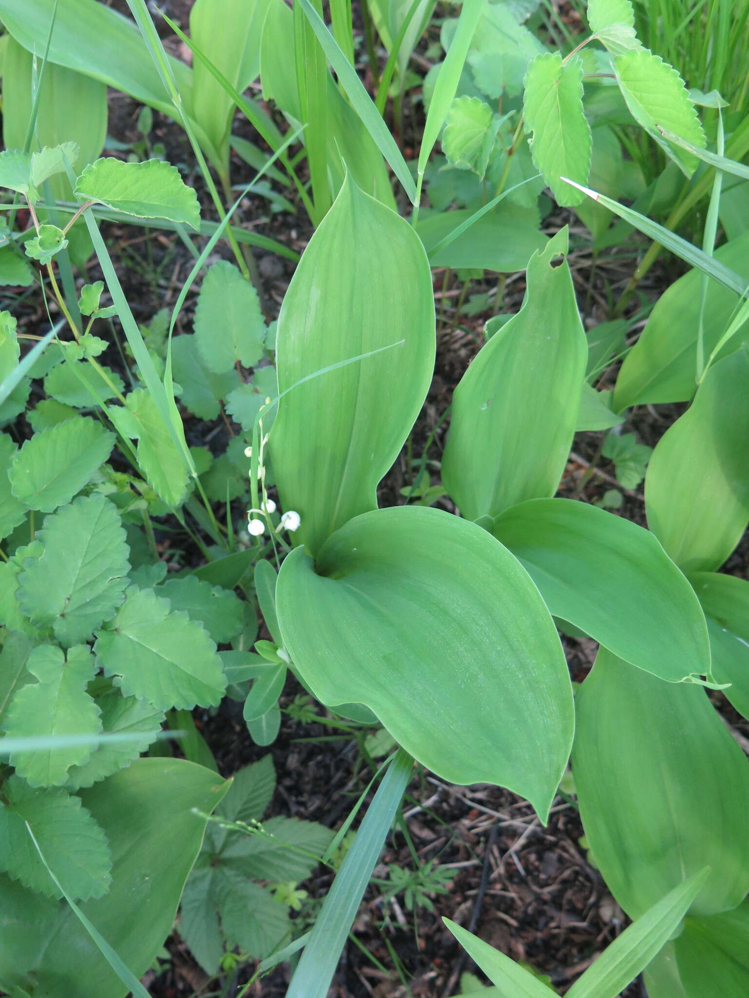 Image of Convallaria keiskei Miq.