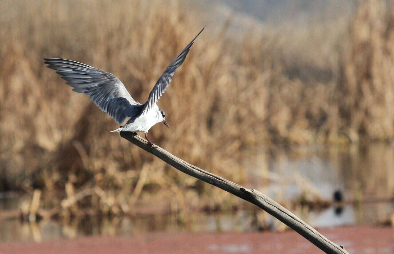 Image of Whiskered Tern