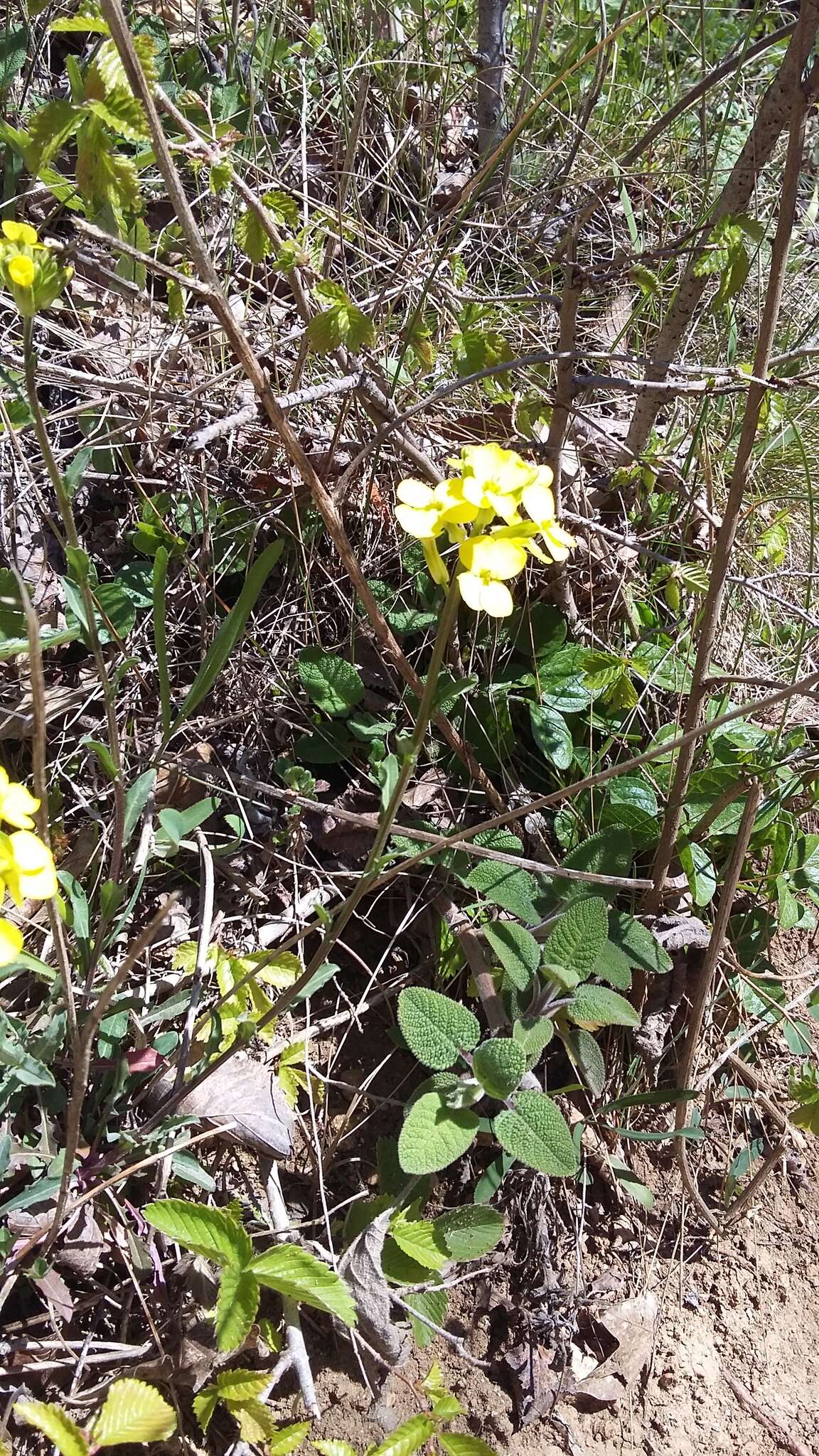 Слика од Erysimum cuspidatum (M. Bieb.) DC.