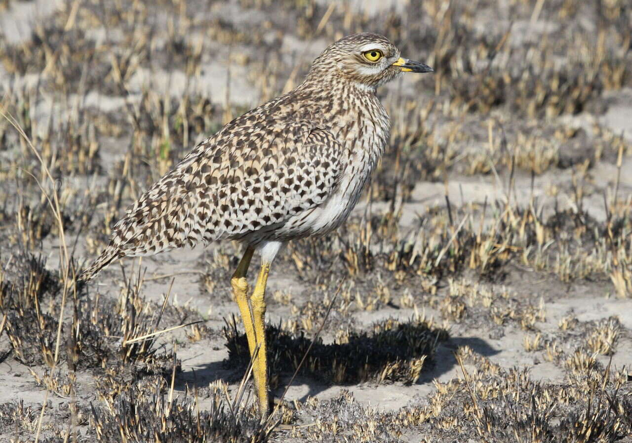 Image of Cape Thick-knee