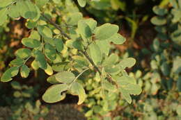 Image of Potato bush