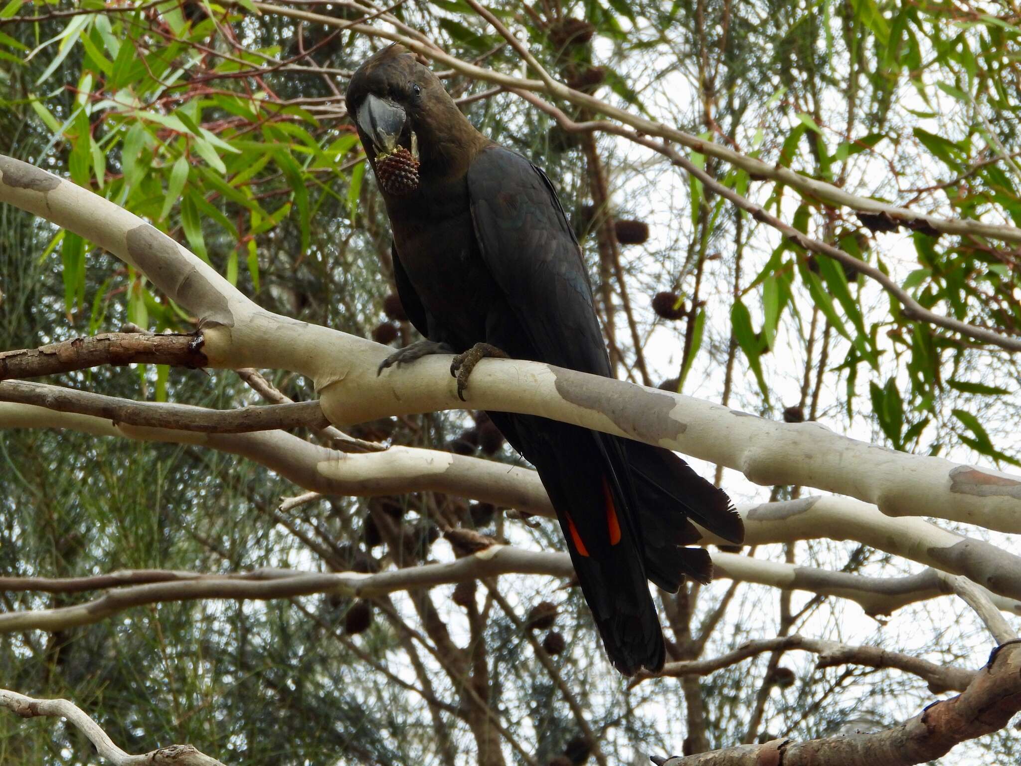 Calyptorhynchus lathami halmaturinus Mathews 1912 resmi