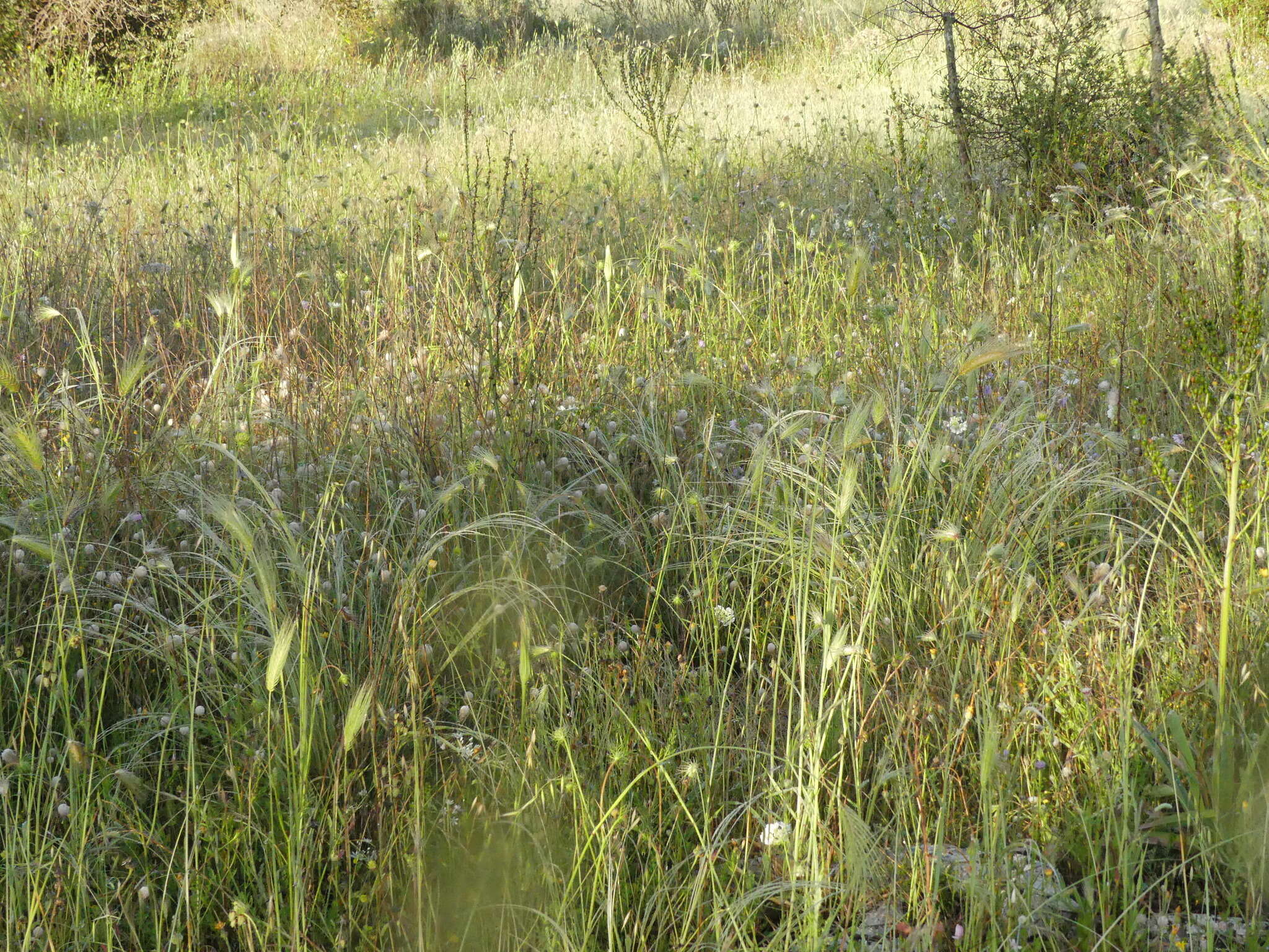 Image of Stipa austroitalica Martinovský