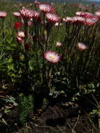 Image of Helichrysum adenocarpum DC.