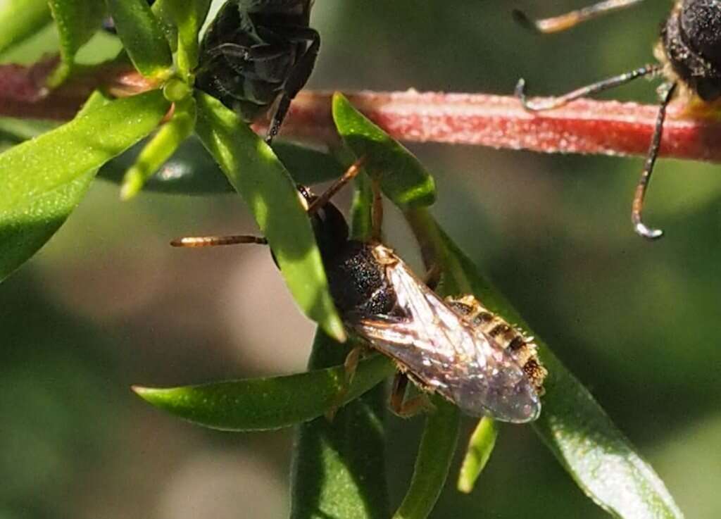 صورة Euryglossa adelaidae Cockerell 1905