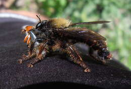 Image of Laphria ephippium (Fabricius 1781)