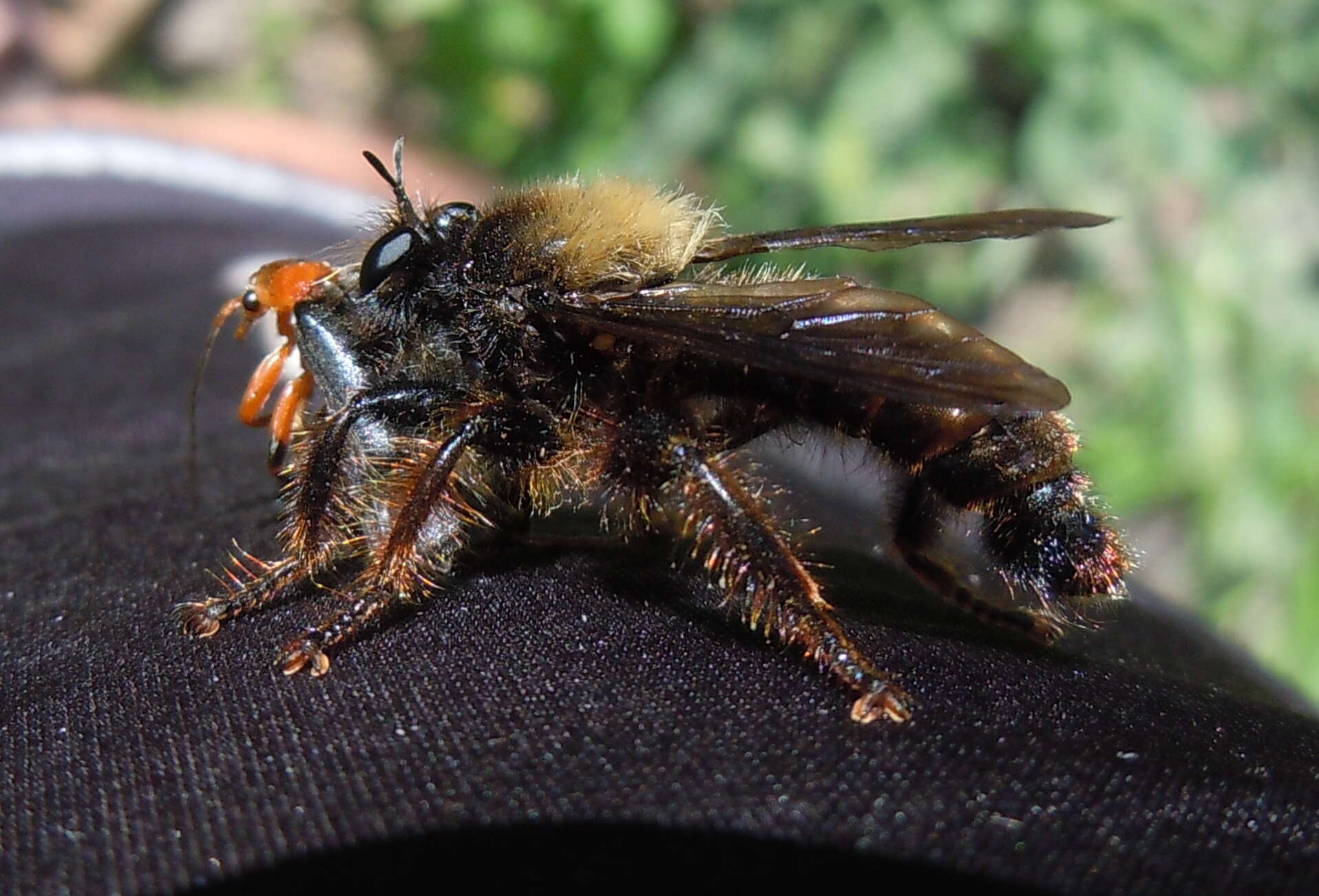 Image of Laphria ephippium (Fabricius 1781)