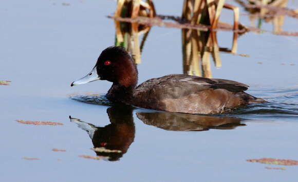 Image of Southern Pochard