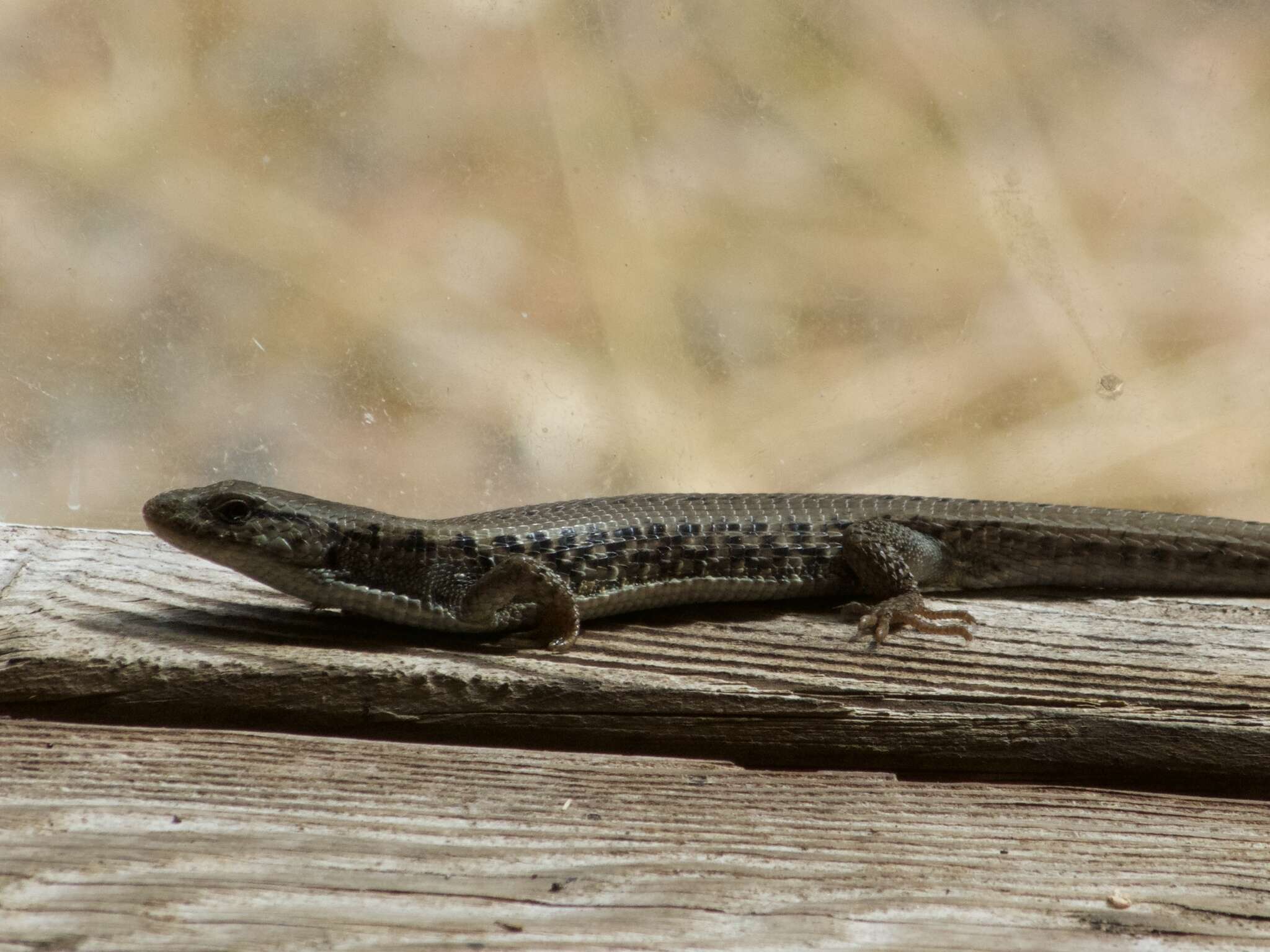 Image of Elgaria coerulea principis Baird & Girard 1852