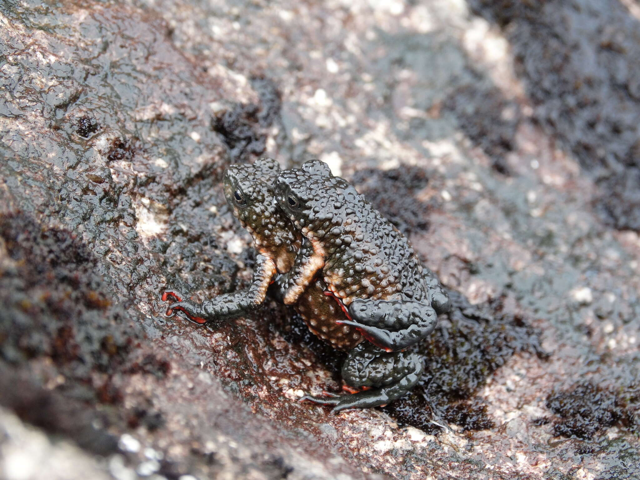 Image of Maldonada Redbelly Toad