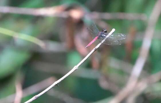 Image of Lyriothemis cleis Brauer 1868