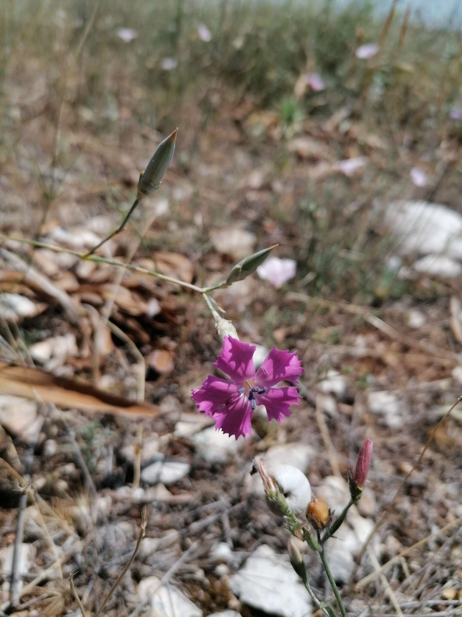 Image of Dianthus sylvestris subsp. longicaulis (Ten.) Greuter & Burdet