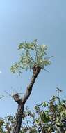 Image of Transvaal Cabbage Tree