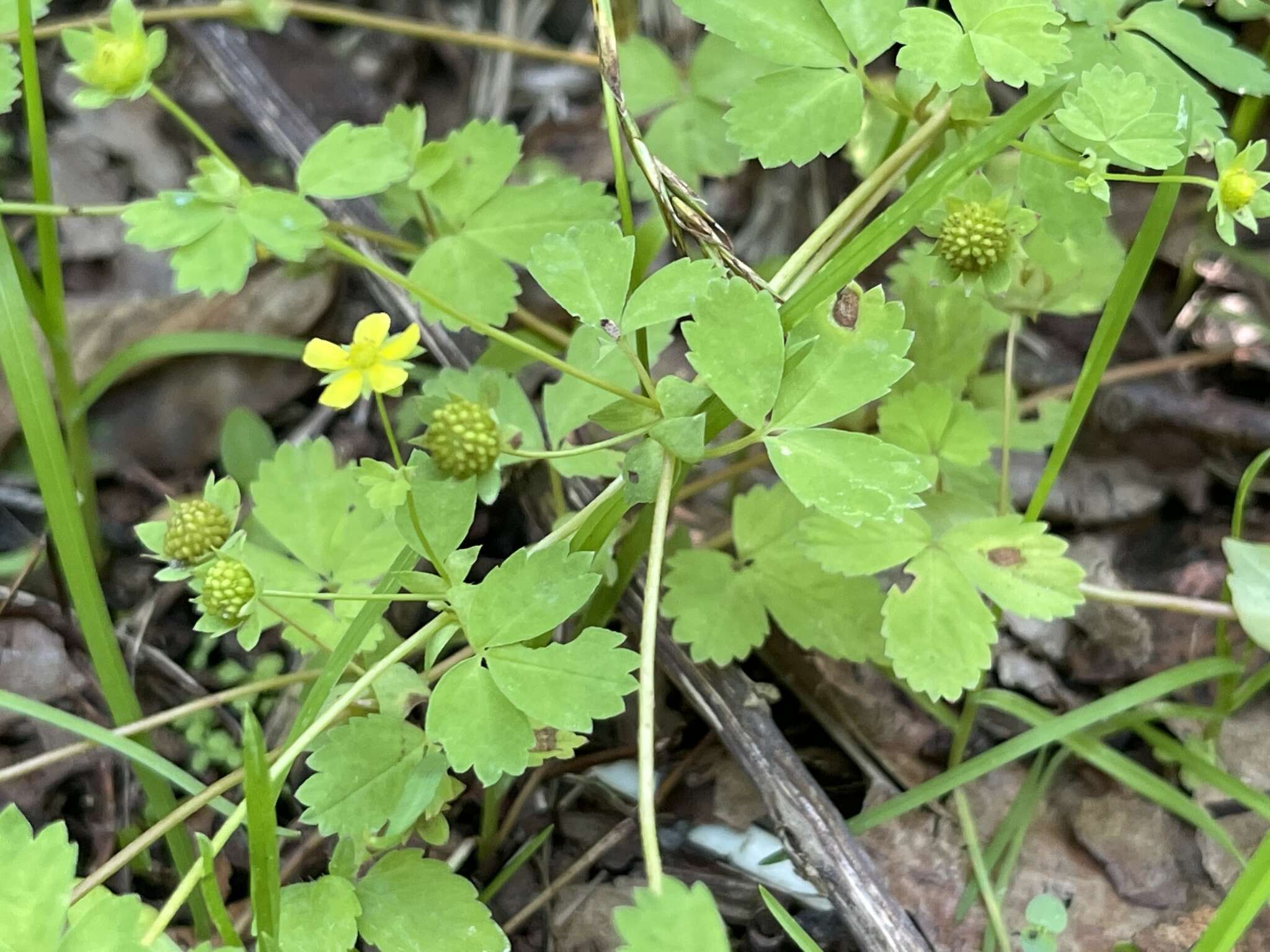 Image de Potentilla centigrana Maxim.