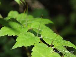 Image de Aralia bipinnata Blanco