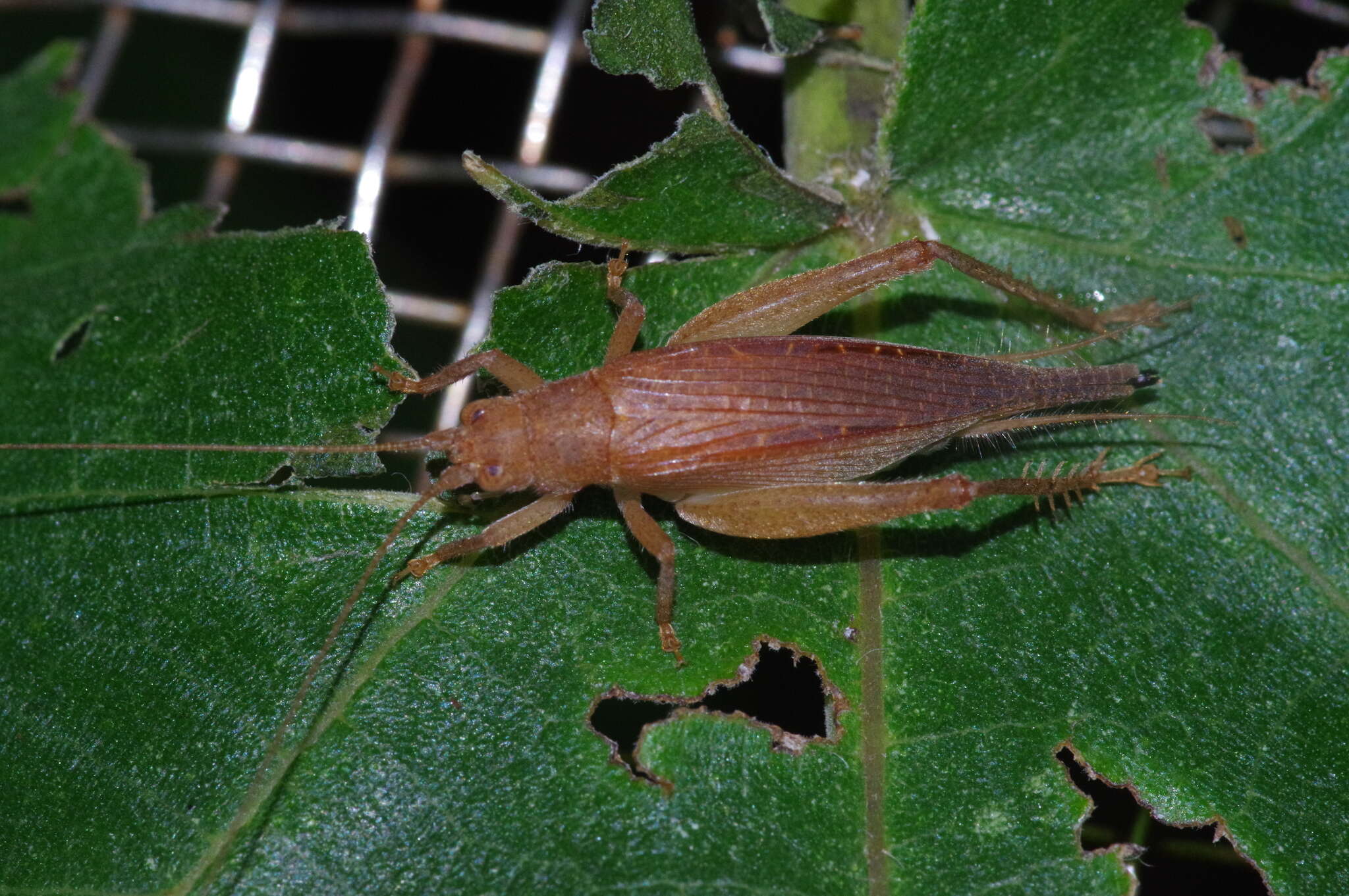 Image of Aphonoides rufescens Ichikawa 2001