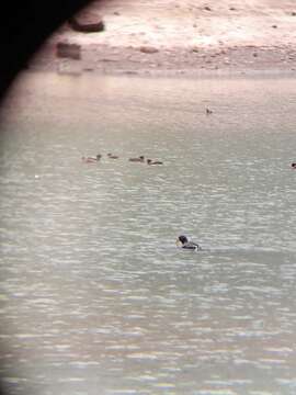 Image of Horned Coot