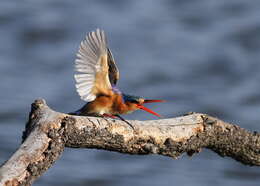 Image of Alcedo cristata