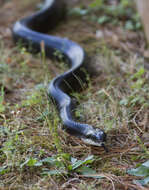 Image of black rat snake