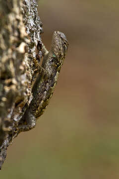 Image of Eastern Fence Lizard