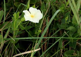 Image of Thunbergia dregeana Nees