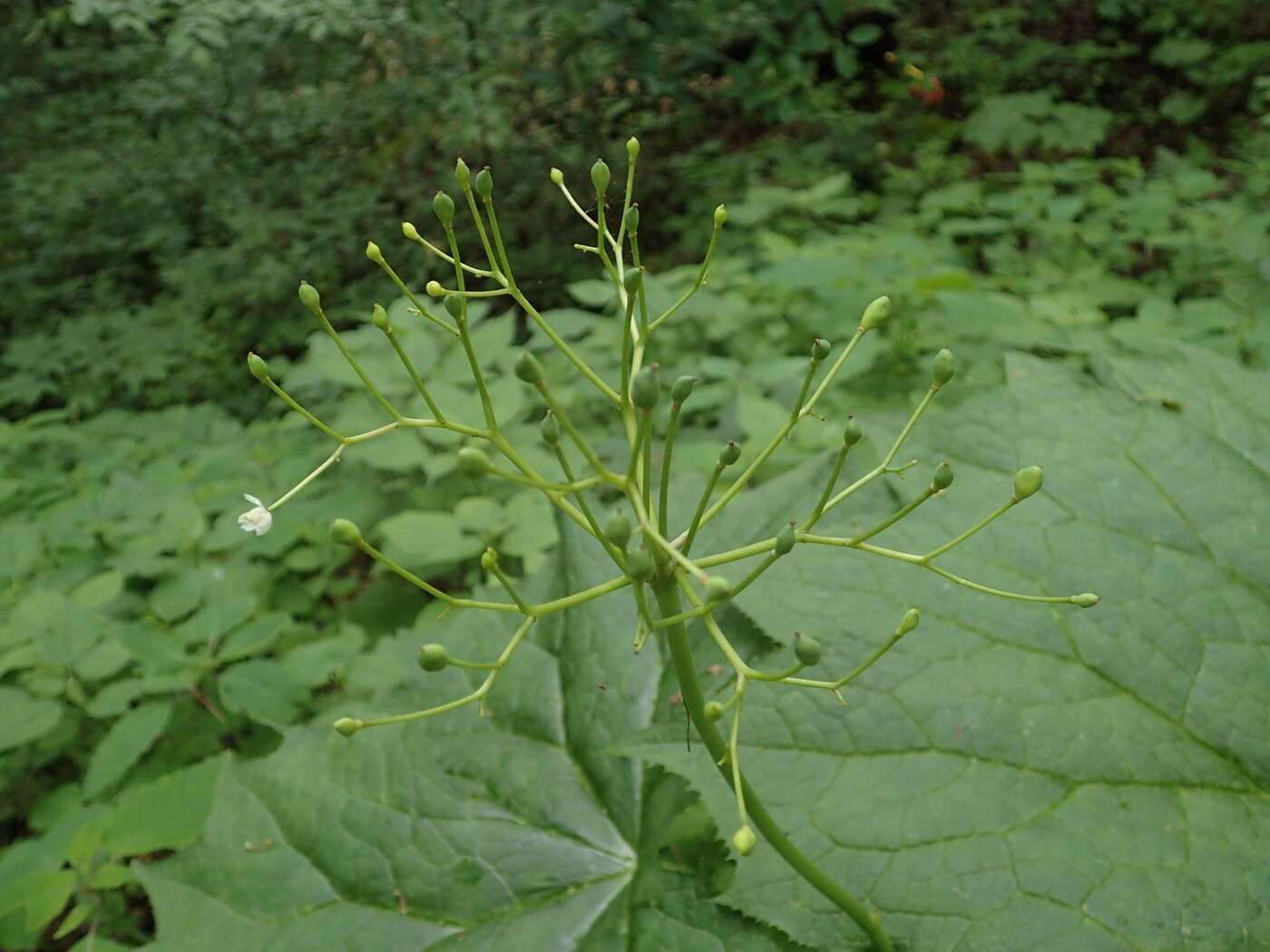 Image of American umbrellaleaf