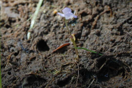 Utricularia tubulata F. Muell.的圖片