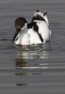 Image of avocet, pied avocet