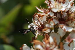 Image of Thyris usitata Butler 1879
